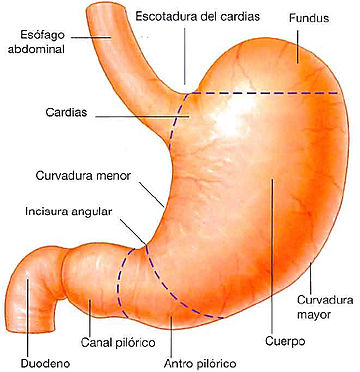 File:Estomago Esquema.jpg