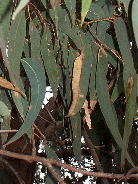 Eucalyptus_longifolia