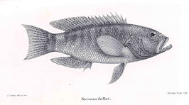 Serranus psittacinus