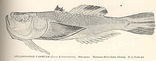 <span class="mw-page-title-main">Southern stargazer</span> Species of fish