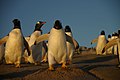 Falkland Islands Penguins 17.jpg