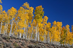 Pando, a colony of quaking aspen, is one of the oldest-known clonal trees. Recent estimates of its age range up to 14,000 years old. It is located in Utah, United States. FallPando02.jpg