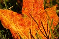 Fall Leaf (2898676630).jpg