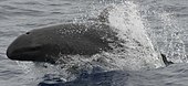 A living Pseudorca crassidens, or false killer whale False killer whale 890002 cropped.jpg