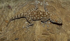 Fan Foot Gecko (Ptyodactylus hasselquisti).jpg