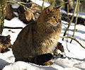 生活在捷克共和國杰钦一間動物園內的歐洲野貓