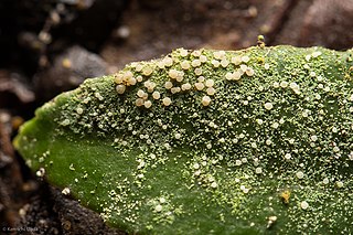 <i>Fellhanera</i> Genus of lichen