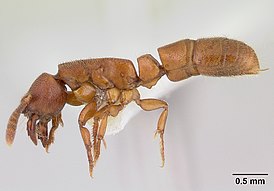 Feroponera ferox