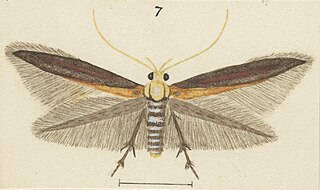 <i>Stathmopoda endotherma</i> Species of moth