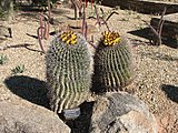  Fishhook Barrel Cactus, Arizona