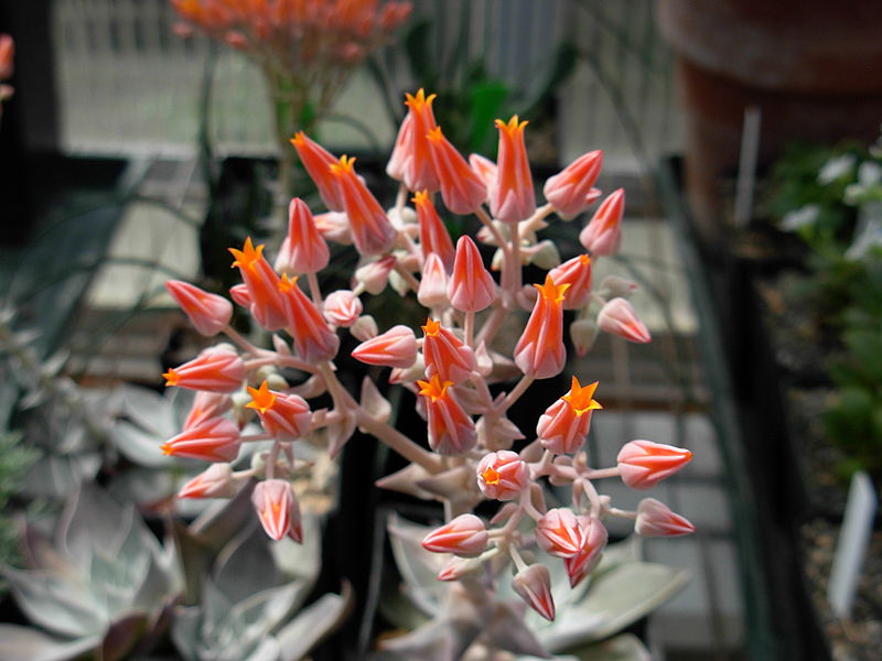 File:Flickr - brewbooks - Echeveria - Sandy and Ted's Garden.jpg