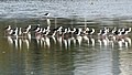 * Nomination: Flock of black-winged stilts (Himantopus himantopus) wading in Pallikaranai Marsh --Tagooty 05:27, 20 April 2022 (UTC) * Review The birds are not sharp enough,. Can you sharpen them? --Steindy 14:16, 20 April 2022 (UTC)  Done @Steindy: Pl. see the new version. --Tagooty 15:47, 20 April 2022 (UTC)