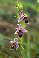 Ophrys scolopax France - Montpellier