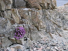 Куртинка канеломки супротивнолистной на скалах в районе Тромсё, северная Норвегия