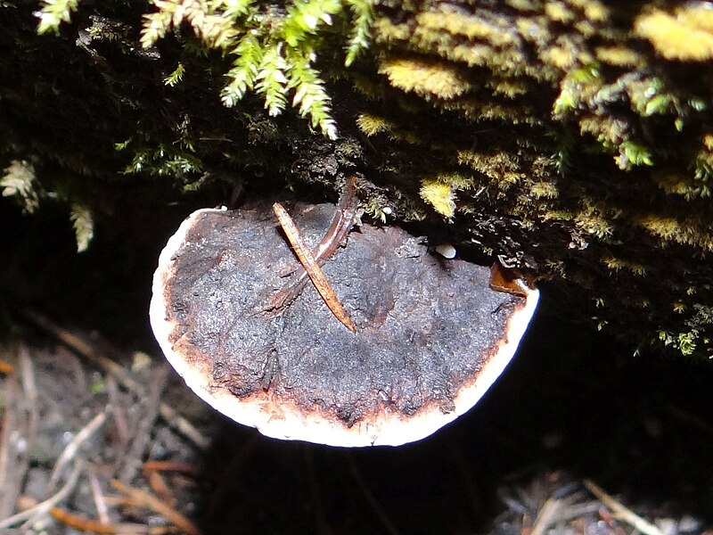 File:Fomitopsis rosea SR4 (1).JPG