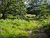 Footpath on Wimbledon Common - geograph.org.uk - 879675.jpg