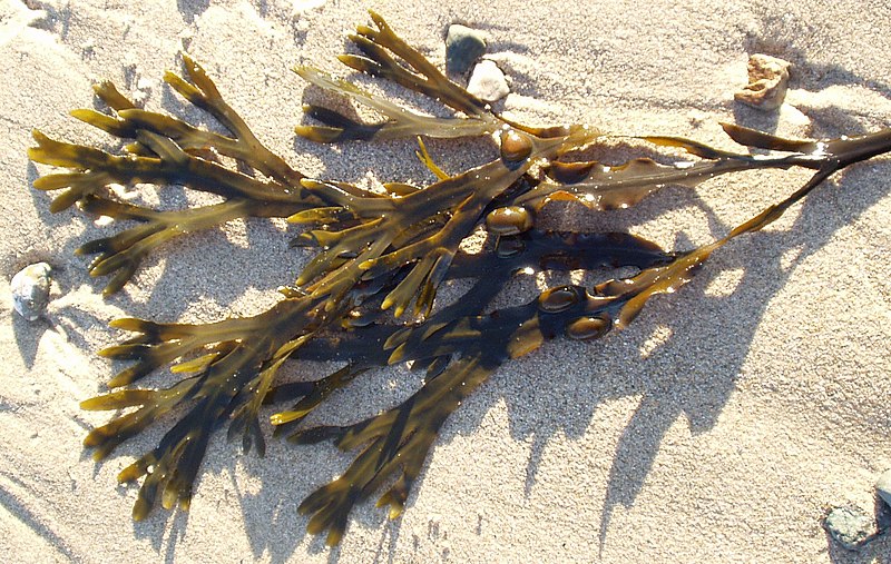 File:Fucus vesiculosus Wales.jpg