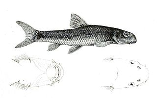 <i>Garra blanfordii</i> Species of fish