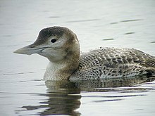 Juvenile Gavia adamsii.jpg