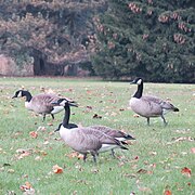 Geese in Sheridan Park 2.jpg