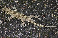 Gekko chinensis