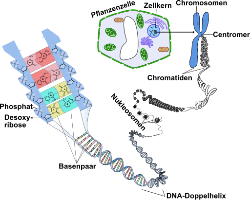 File:Genetik-Chromosomen-DNA.svg