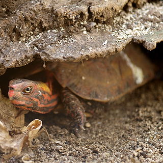 Ryukyu black-breasted leaf turtle Species of turtle