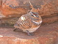 Spinifex pigeon