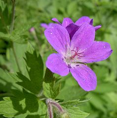 Герань 5. Geranium sylvaticum. Герань журавельник. Герань Лесная. Аистник Гераниевые.