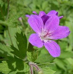 Розквітла герань лісова (Geranium sylvaticum)