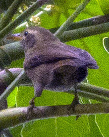 Megazosterops palauensis à œil blanc géant des Palaos Grand œil blanc photographié à Palau le 31 mai 2013 par Devon Pike.jpg