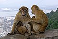 * Nomination Gibraltar, Gibraltar Barbary Macaques --Berthold Werner 08:27, 20 February 2017 (UTC) * Promotion Not as good as another picture you took of this scene, which I may nominate for FP, but this is still a QI. The poor mother monkey has such a world-weary look on her face. Was this before the other monkey started grooming her head? -- Ikan Kekek 09:30, 20 February 2017 (UTC) This one was a few seconds later. And thanks for the hint. --Berthold Werner 18:31, 20 February 2017 (UTC)