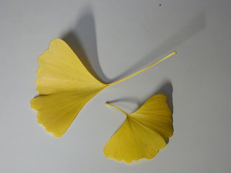 File:Ginkgo biloba leaf 2.jpg