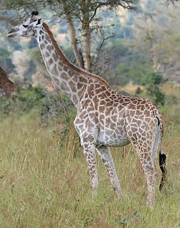 Girafa