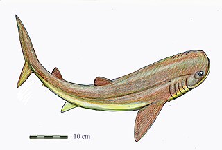 <i>Gladbachus</i> Extinct genus of cartilaginous fishes