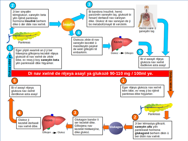 File:Glucose regulation mechanism ku.png