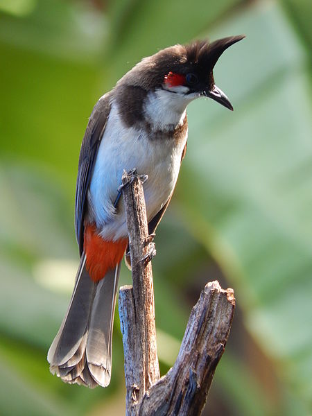 File:Goan Bird Red-whiskered Bulbul 1.JPG