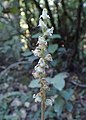 Goodyera oblongifolia