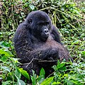 * Предлог Mountain gorilla (Gorilla beringei beringei), Bwindi Impenetrable National Park, Uganda --Poco a poco 05:04, 2 June 2024 (UTC) * Поддршка  Support Good quality. --Jakubhal 05:09, 2 June 2024 (UTC)