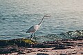 * Nomination: Great egret in Mahdi Tunisia. By User:Houssembo --TOUMOU 07:43, 27 May 2024 (UTC) * * Review needed