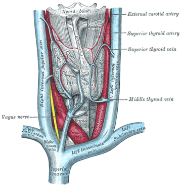 Vena subclavia