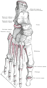 Muscle attachments (seen from above) Gray268.png