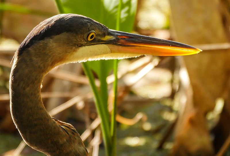 File:Great Blue Heron in Corkscrew Wildlife Sanctuary (32656132905).jpg