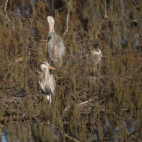 File:Great blue herons orlando wetlands 1.21.24 DSC 9600-topaz-denoiseraw.jpg