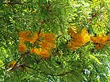 Grevillea robusta (Proteacea) Silky oak