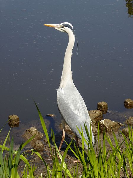 Ardea