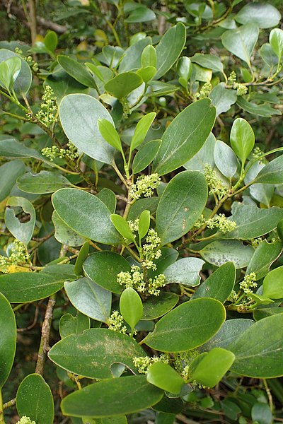 File:Griselinia littoralis kz19.jpg