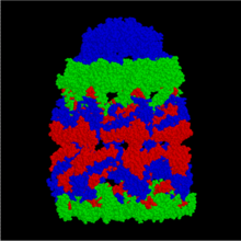 GroES/GroEL complex (side) GroES-GroEL.png