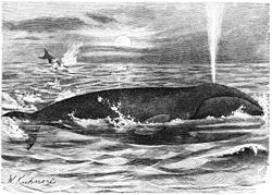Grönlanninvalas: Tuntomerkit, Ikä, Levinneisyys