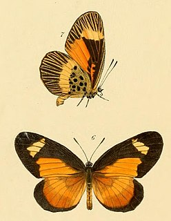 <i>Mimacraea apicalis</i> Species of butterfly